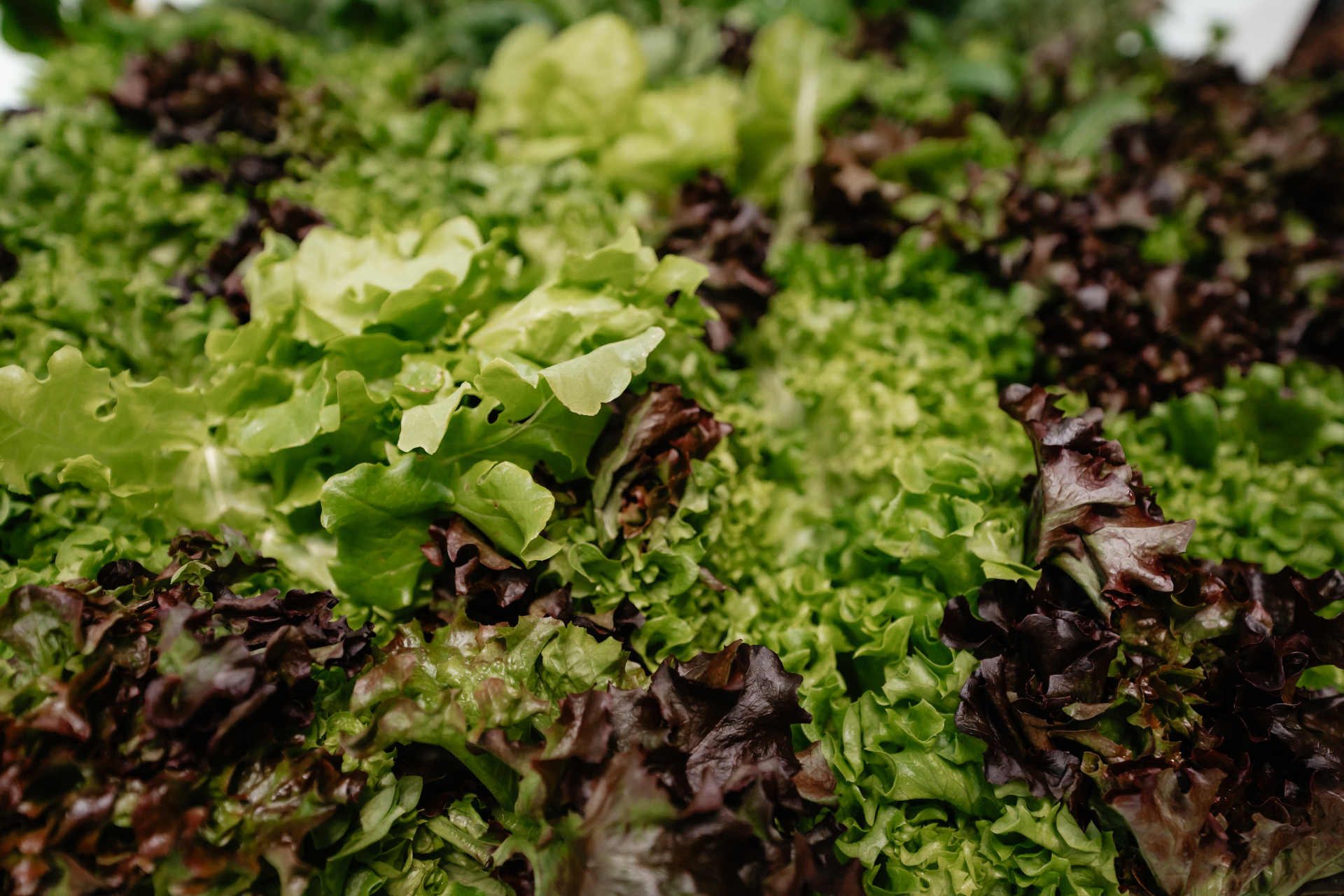Fresh leafy greens