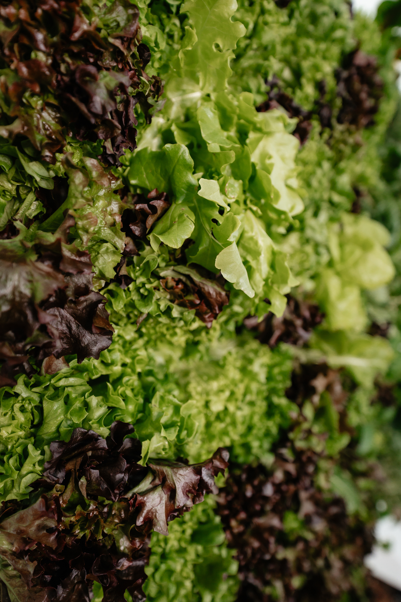 Fresh leafy greens and herbs